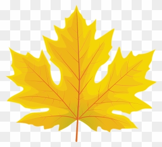 Big Leaf Maple Autumn Leaf Clipart - Clip Art - Png Download