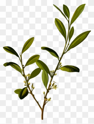 Plant,leaf,herb - Coca Plant Clipart