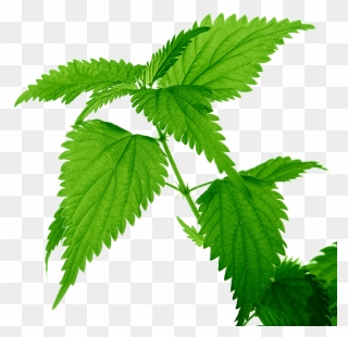 Nettle Png Clipart