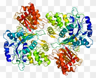 Por Protein Amino Acids - Cytochrome P450 Reductase Clipart
