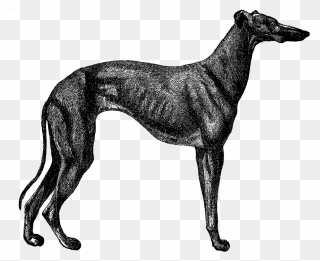 Greyhound Dog Clipart Black And White Download Digital - Vintage Greyhound Dog - Png Download