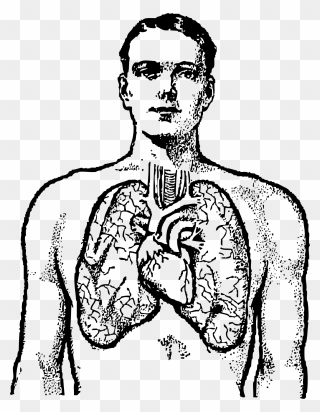 Collection Of Free Chest Drawing Human Body Download - Lungs And Heart Drawing Clipart