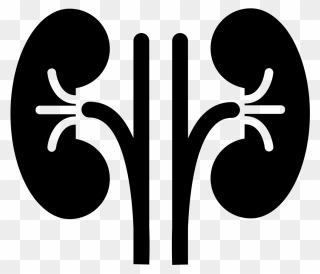 Kidney Clipart - Png Download