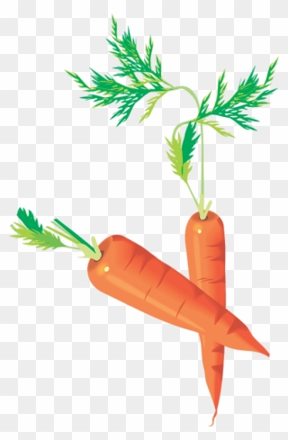 Carottes Png - Carrots Drawing - Zanahorias - Möhren - Drawing Carrots Clipart