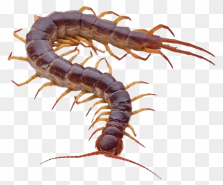 Centipede Png Clipart