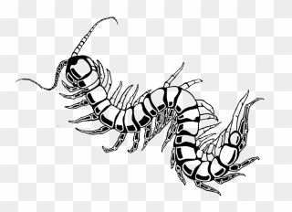 Centipede - Centipede Drawing Transparent Clipart