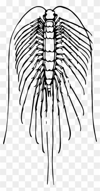 Animal Bug Centipede - Centipedes Clipart