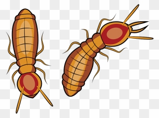 Termita Subterránea De Formosa Clipart - Pest - Png Download