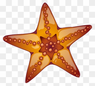 Starfish Clipart - Starfish - Png Download