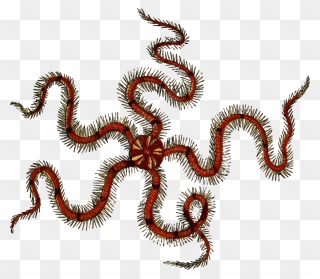 Transparent Worm Sea - Brittle Star Transparent Background Clipart