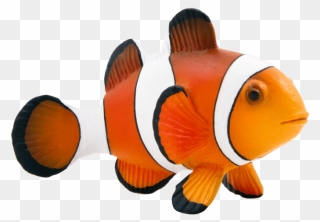 Maroon Clownfish Animal Mojo Fun 387090 Clown Fish - Clown Fish Transparent Background Clipart