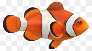 Clown Fish Png Image File - Real Clown Fish Png Clipart