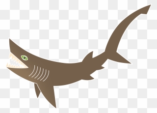 Drawing Six Gilled Shark Clipart