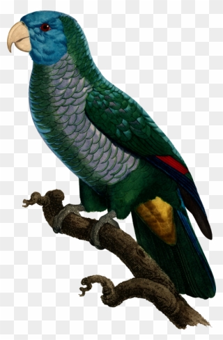 Macaw,parrot,lorikeet - Parrots Clipart