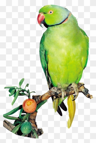 Green Indian Parrot Png Clipart