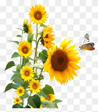 Sunflower,butterfly Png Download - Sunflower And Butterfly Clipart Transparent Png