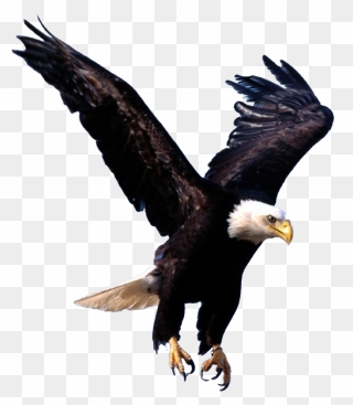 Eagles Clipart Shaheen - Transparent Background Eagle Png