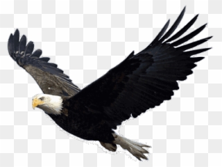 Bald Eagle Png Transparent Images - Flying Eagle Transparent Background Clipart