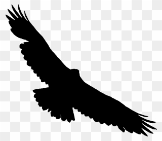 Bald Eagle Hawk Vulture Buzzard - Hawk Clipart