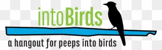 Poop Clipart Bird Droppings - Piciformes - Png Download