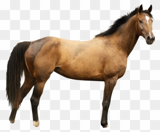 Horse Png Image Png Download - Horse Images White Background Clipart