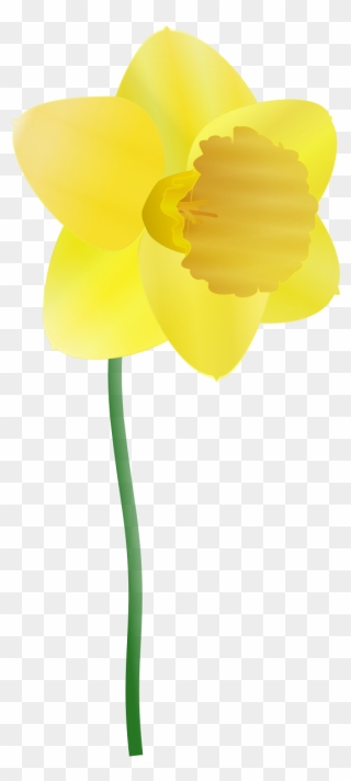 Daffodil Clipart By Anonymous - Daffodil Clipart - Png Download