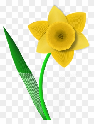 Daffodil Clipart - Narcissus - Png Download
