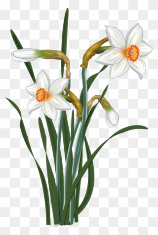 Narcissus Clipart - Png Download