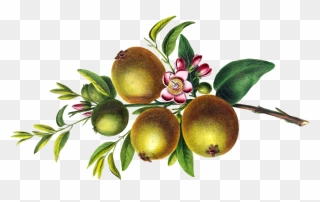 Passion Fruit Clipart