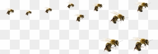 Flying Bee Png - Honey Bees Flying Png Clipart