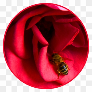 Red Rose Cirkle Honey Bee - Bee On A Rose Clipart