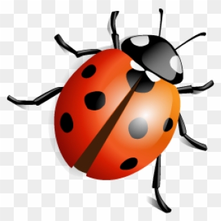 Lady Bug Png Free Download Lady Bird - Lady Bird Beetle Png Clipart