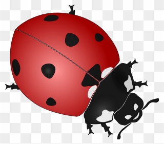 Ladybug Clipart - Ladybird Black And White Clipart - Png Download