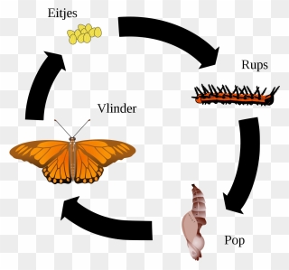 Butterfly Complete Or Incomplete Metamorphosis Clipart