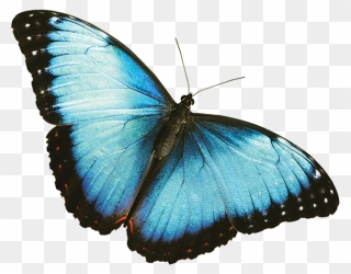 Butterfly Picture - Transparent Blue Butterfly Png Clipart