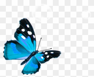 Butterfly Png Download - Transparent Blue Butterflies Png Clipart