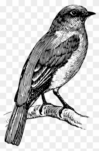 Drawing Of Bluebird Standing On A Branch - Black And White Bird Tattoo Clipart