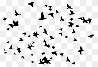 8 Flock Of Birds Silhouette - Flock Of Birds Transparent Clipart
