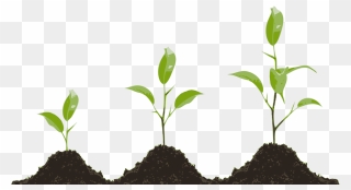 Plant Growing Clipart - Png Download