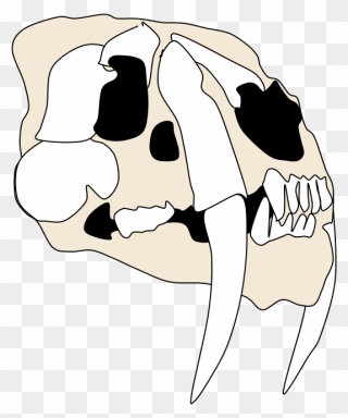 Skull Clipart Dog - Transparent Smilodon Skull - Png Download
