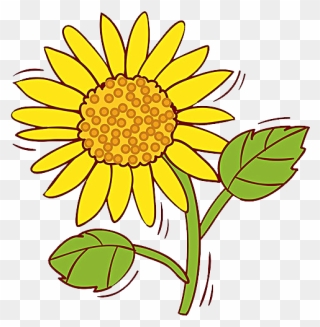 Common Sunflower Clip Art - Portable Network Graphics - Png Download