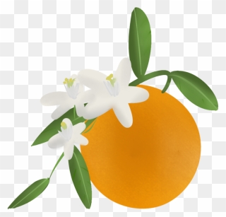 Florida Clipart Orange Blossom - Orange Blossom Flower Png Transparent Png