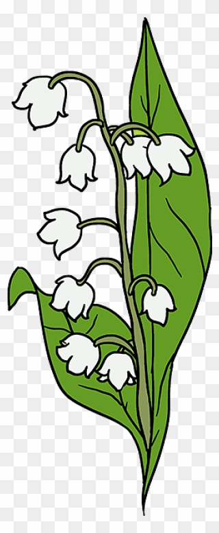 Lily Of The Valley Drawing - Drawing Lily Of The Valley Flower Clipart