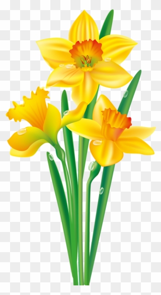 August Flower Png Photo - Daffodil Flower Clipart Transparent Png