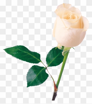 Single White Rose Png Clipart