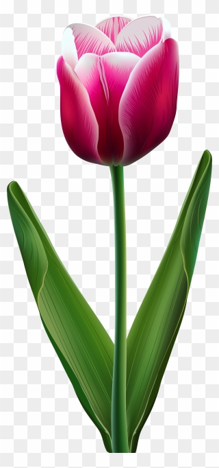 Tulip Flower Clip Art - Tulip Transparent - Png Download