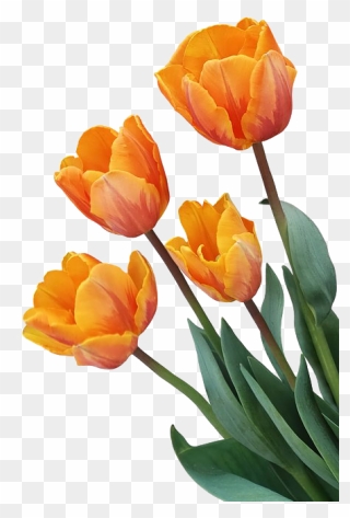 Tulip Orange Flower - Orange Tulip Transparent Background Clipart