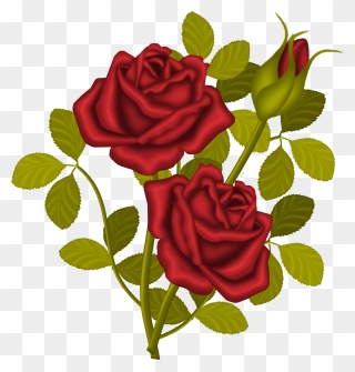 Rose Plants Clip Art - Png Download