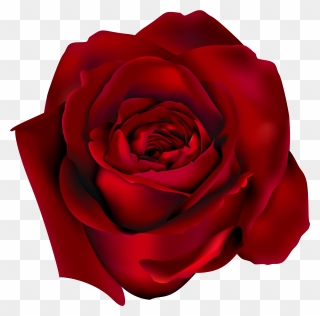 Rose Clip Art - Red Flower Transparent Background - Png Download