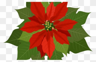 Christmas Flowers Download Free - Clipart Christmas Flower Png Transparent Png